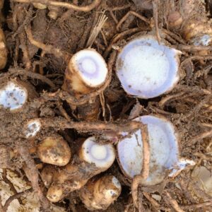The Ancient History of Cucurma Caesia (Kali Haldi / Black Turmeric)