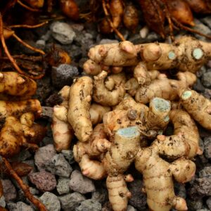 Modern Health Benefits of Black Turmeric (Cucurma Caesia)