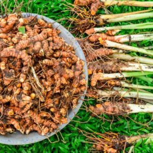 From Plantation to Product – Black Turmeric in Malaysia